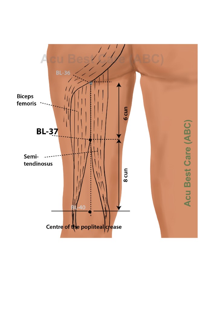 Acubestcare Meridian UB-37 or BL-37